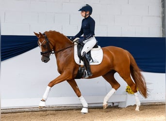 Deutsches Reitpony, Stute, 4 Jahre, 147 cm, Fuchs