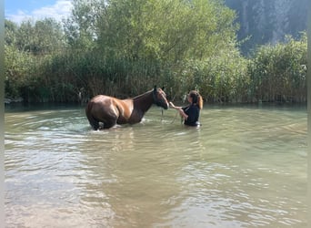 Deutsches Reitpony, Stute, 4 Jahre, 147 cm, Fuchs