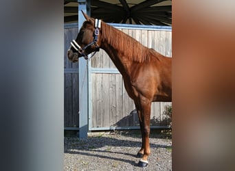 Deutsches Reitpony, Stute, 4 Jahre, 147 cm, Fuchs