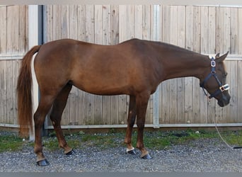 Deutsches Reitpony, Stute, 4 Jahre, 147 cm, Fuchs