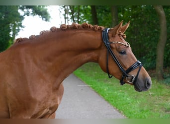 Deutsches Reitpony, Stute, 4 Jahre, 147 cm, Fuchs