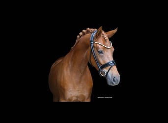 Deutsches Reitpony, Stute, 4 Jahre, 147 cm, Fuchs