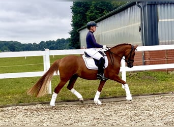 Deutsches Reitpony, Stute, 4 Jahre, 147 cm, Fuchs