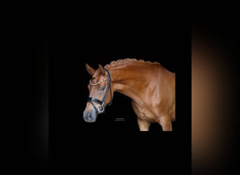Deutsches Reitpony, Stute, 4 Jahre, 147 cm, Fuchs