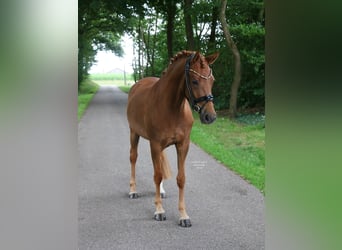 Deutsches Reitpony, Stute, 4 Jahre, 147 cm, Fuchs