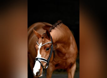 Deutsches Reitpony, Stute, 4 Jahre, 147 cm, Fuchs