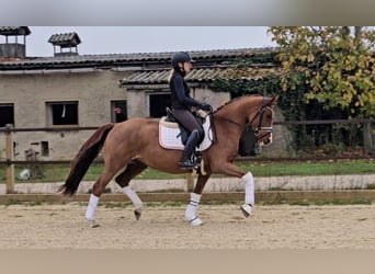 Deutsches Reitpony, Stute, 4 Jahre, 147 cm, Fuchs