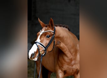 Deutsches Reitpony, Stute, 4 Jahre, 147 cm, Fuchs