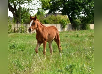 Deutsches Reitpony, Stute, 4 Jahre, 147 cm, Fuchs