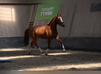 Deutsches Reitpony, Stute, 4 Jahre, 147 cm, Fuchs