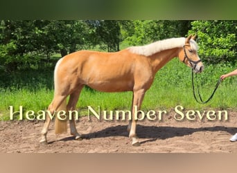 Deutsches Reitpony, Stute, 4 Jahre, 147 cm, Palomino