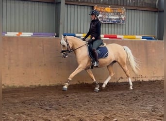 Deutsches Reitpony, Stute, 4 Jahre, 147 cm, Palomino