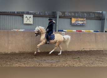 Deutsches Reitpony, Stute, 4 Jahre, 147 cm, Palomino