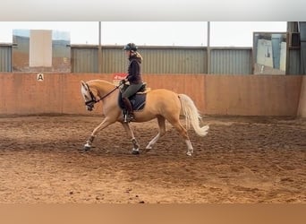 Deutsches Reitpony, Stute, 4 Jahre, 147 cm, Palomino