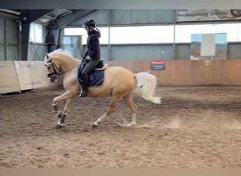 Deutsches Reitpony, Stute, 4 Jahre, 147 cm, Palomino