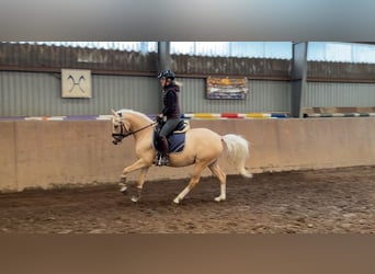 Deutsches Reitpony, Stute, 4 Jahre, 147 cm, Palomino