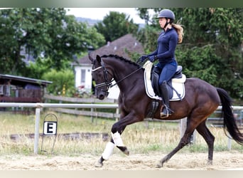 Deutsches Reitpony, Stute, 4 Jahre, 147 cm, Rappe