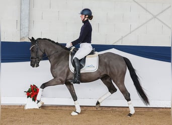 Deutsches Reitpony, Stute, 4 Jahre, 147 cm, Rappe