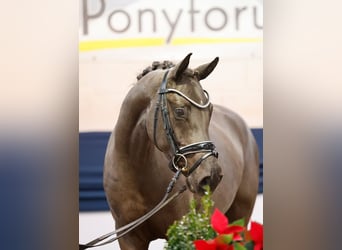Deutsches Reitpony, Stute, 4 Jahre, 147 cm, Rappe
