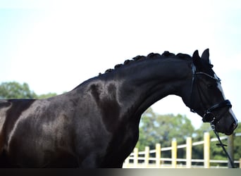 Deutsches Reitpony, Stute, 4 Jahre, 147 cm, Rappe