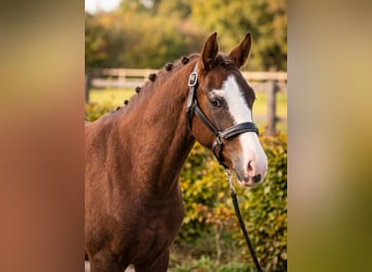 Deutsches Reitpony, Stute, 4 Jahre, 147 cm, Red Dun