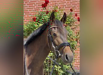 Deutsches Reitpony, Stute, 4 Jahre, 147 cm, Schwarzbrauner