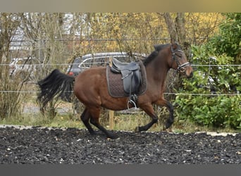 Deutsches Reitpony, Stute, 4 Jahre, 148 cm, Brauner