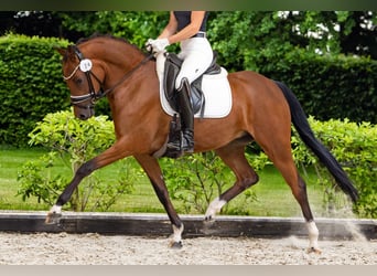Deutsches Reitpony, Stute, 4 Jahre, 148 cm, Brauner