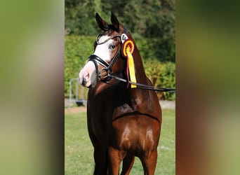 Deutsches Reitpony, Stute, 4 Jahre, 148 cm, Brauner