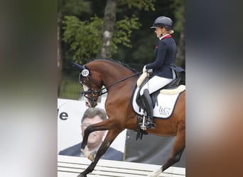 Deutsches Reitpony, Stute, 4 Jahre, 148 cm, Brauner