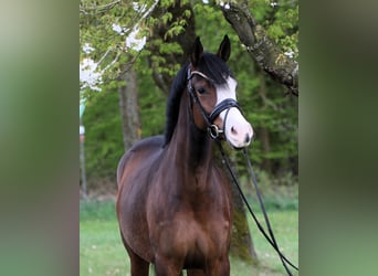Deutsches Reitpony, Stute, 4 Jahre, 148 cm, Brauner