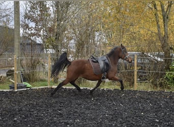 Deutsches Reitpony, Stute, 4 Jahre, 148 cm, Brauner