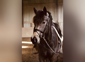 Deutsches Reitpony, Stute, 4 Jahre, 148 cm, Buckskin