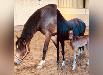 Deutsches Reitpony, Stute, 4 Jahre, 148 cm, Buckskin