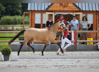 Deutsches Reitpony, Stute, 4 Jahre, 148 cm, Buckskin