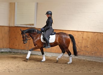 Deutsches Reitpony, Stute, 4 Jahre, 148 cm, Dunkelbrauner