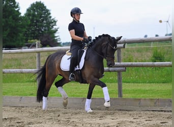 Deutsches Reitpony, Stute, 4 Jahre, 148 cm, Dunkelbrauner