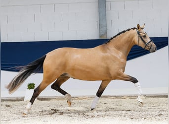 Deutsches Reitpony, Stute, 4 Jahre, 148 cm, Falbe