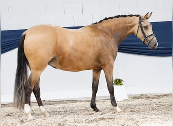 Deutsches Reitpony, Stute, 4 Jahre, 148 cm, Falbe