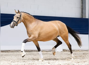 Deutsches Reitpony, Stute, 4 Jahre, 148 cm, Falbe
