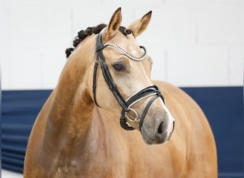 Deutsches Reitpony, Stute, 4 Jahre, 148 cm, Falbe