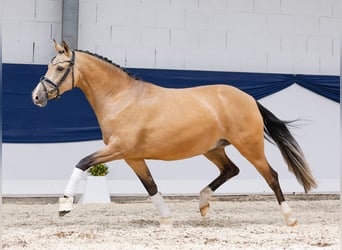 Deutsches Reitpony, Stute, 4 Jahre, 148 cm, Falbe