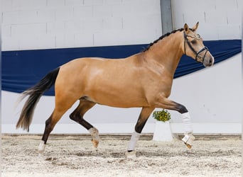 Deutsches Reitpony, Stute, 4 Jahre, 148 cm, Falbe