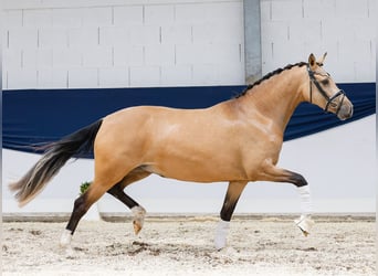 Deutsches Reitpony, Stute, 4 Jahre, 148 cm, Falbe
