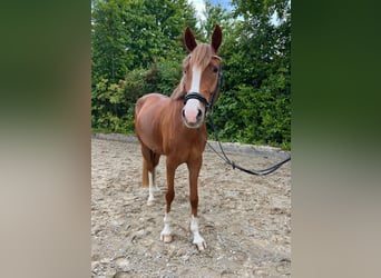 Deutsches Reitpony, Stute, 4 Jahre, 148 cm, Fuchs