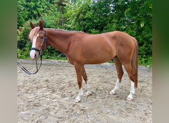 Deutsches Reitpony, Stute, 4 Jahre, 148 cm, Fuchs