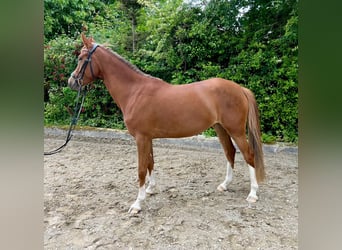 Deutsches Reitpony, Stute, 4 Jahre, 148 cm, Fuchs