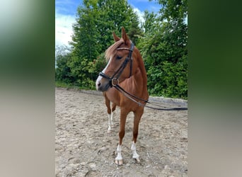 Deutsches Reitpony, Stute, 4 Jahre, 148 cm, Fuchs