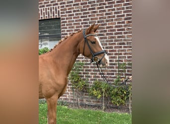 Deutsches Reitpony, Stute, 4 Jahre, 148 cm, Fuchs