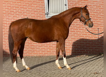 Deutsches Reitpony, Stute, 4 Jahre, 148 cm, Fuchs